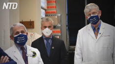 L’NIH di Collins e Fauci ha insabbiato le prove che il virus è stato creato in laboratorio