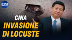 La invasione delle locuste peggiora; Nuovo controllo passaporti; Whistleblower del virus racconta